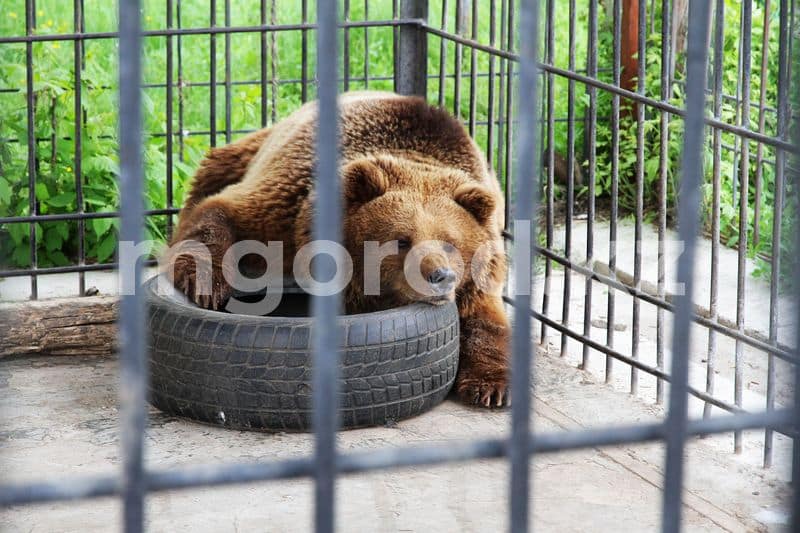 Как живут звери в зоопарке Уральска