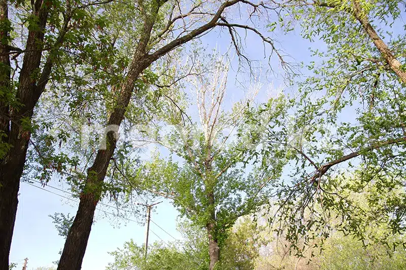 Жителям ЗКО запретили посещать лес в жару и ветреную погоду