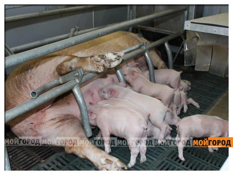 Полицейский «УАЗ» столкнулся с Lada в Уральске