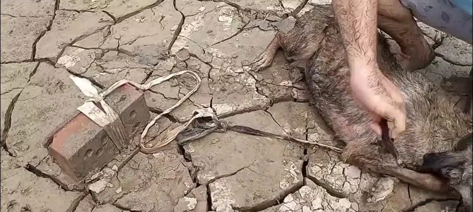 Живодеры пытались утопить собаку в Атырау