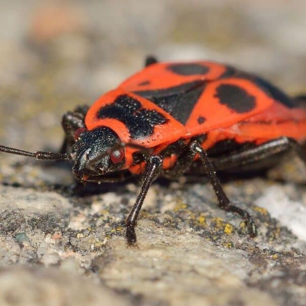 Клопы-наземники заполонили Алматы