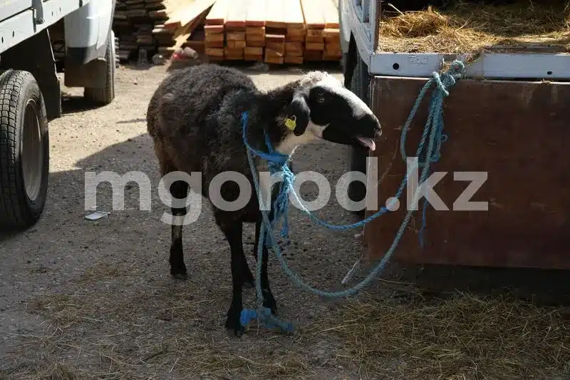 Курбан айт-2023: в Алматы определили места для забоя скота