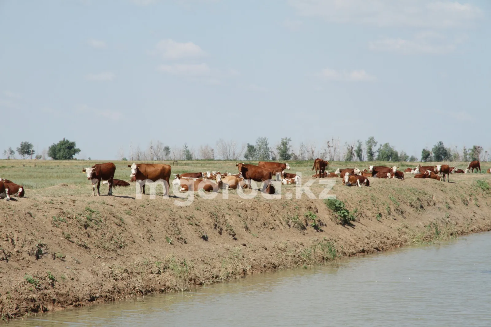 Нарушение правил выпаса животных в Аксае: какие были приняты меры