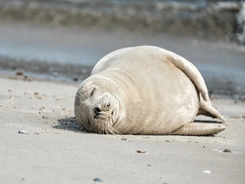 Экологи не нашли мёртвых тюленей на берегу Каспия в Мангистау