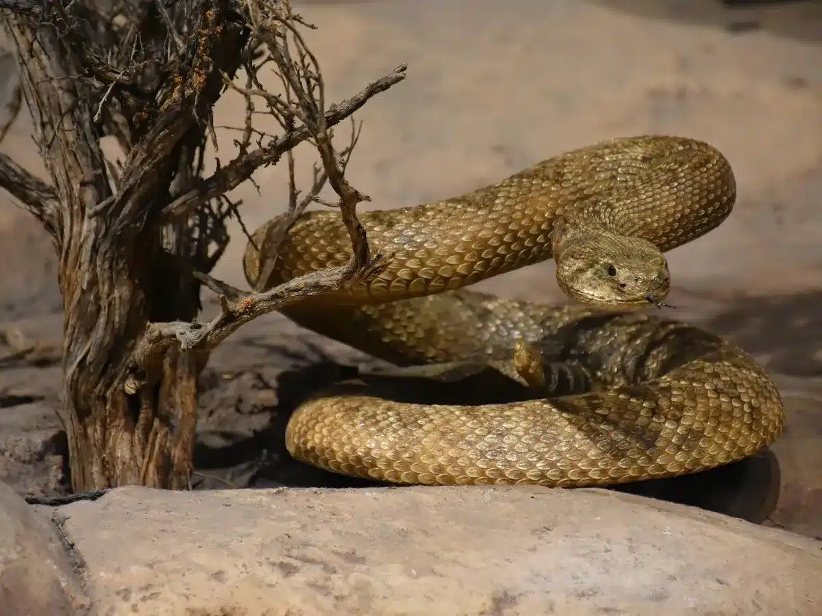Ребёнок скончался от укуса гадюки в Алматинской области