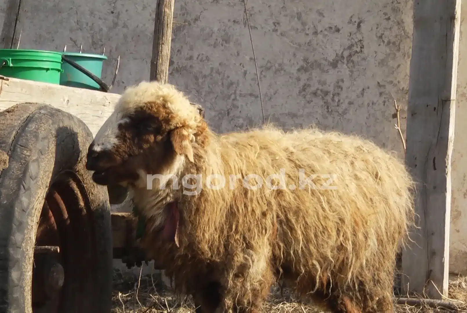 Как выплачивается компенсация владельцам заражённого скота в ЗКО