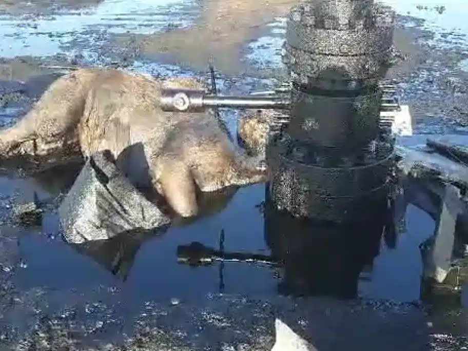 Верблюд утонул в нефтяной луже в Мангистау