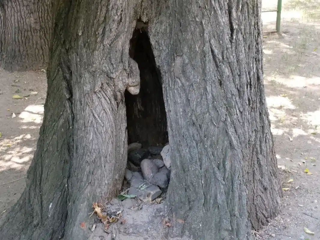 16 тысяч аварийных деревьев вырубят в Алматы