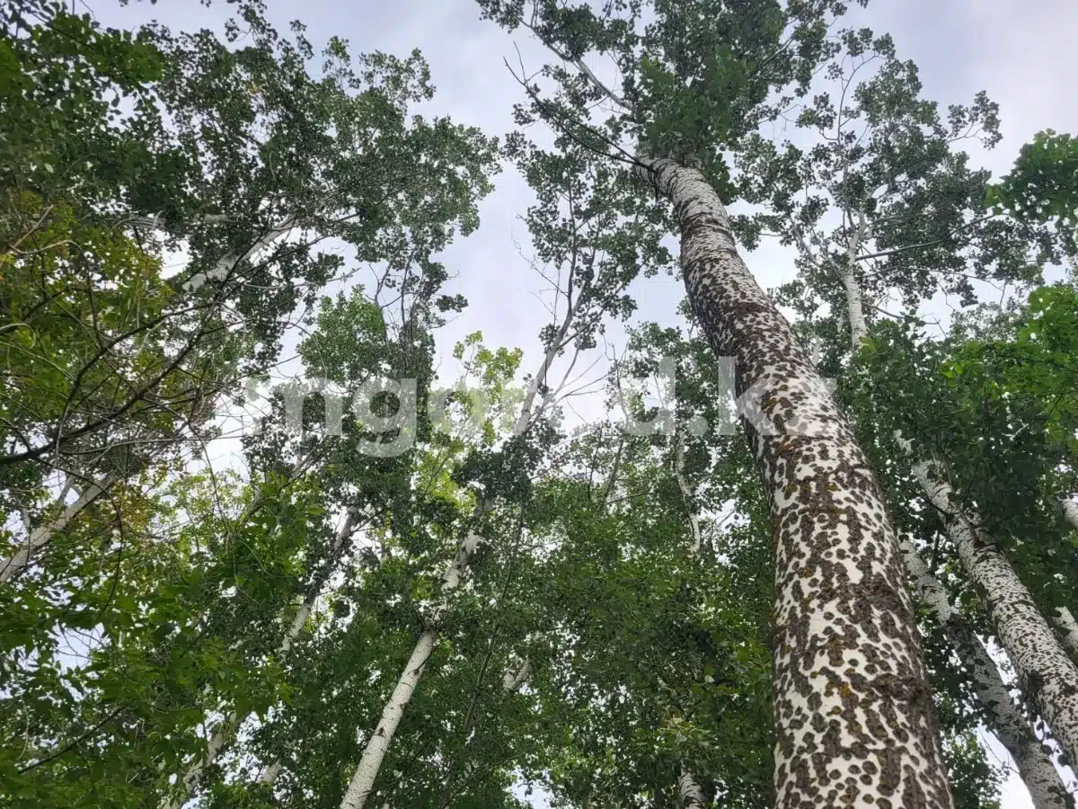 Погода без осадков ожидается в Уральске 23 июля