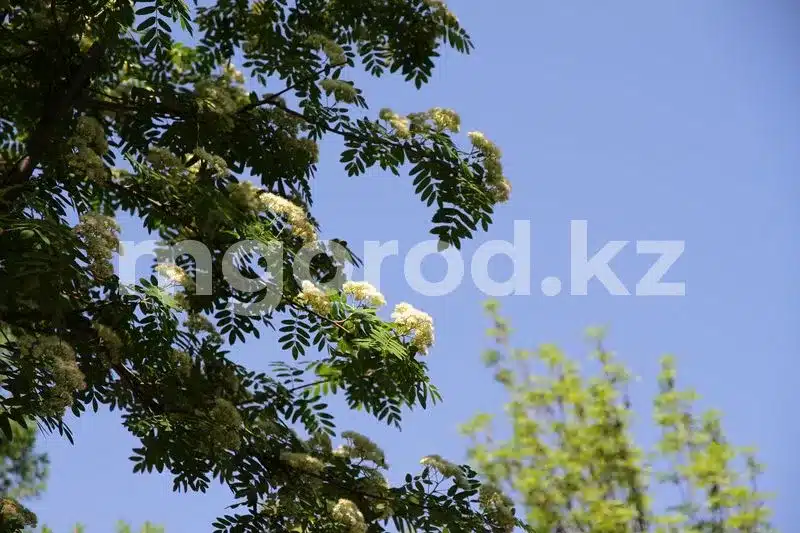 Штормовое предупреждение: спасатели обратились к алматинцам