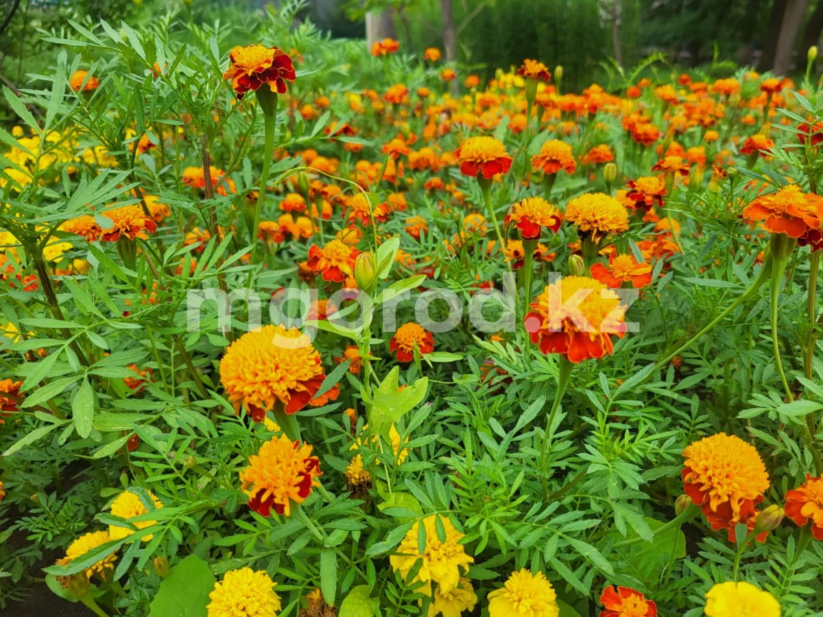 Гроза и жара: погода на 29 июля в ЗКО