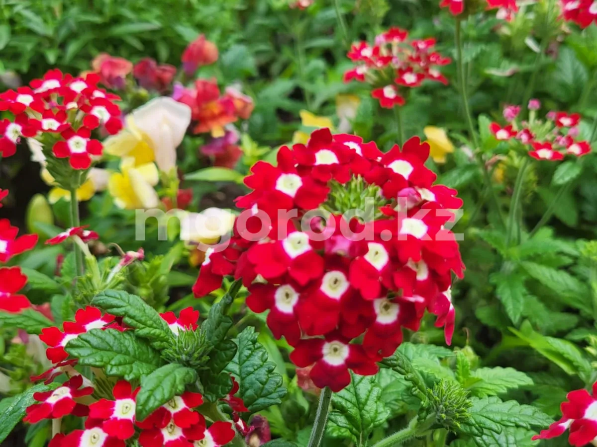 Гроза и жара: погода на 30 июля в ЗКО