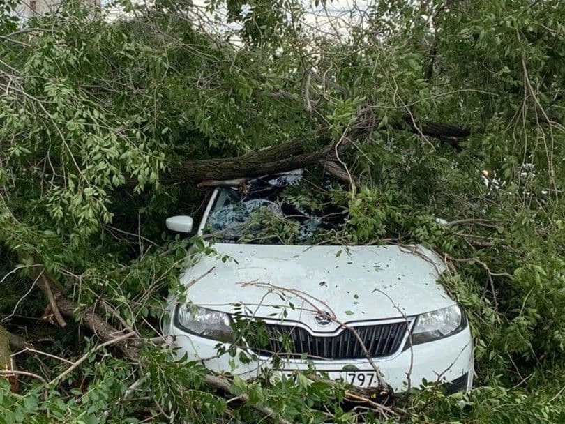 Дерево упало на автомобиль в Уральске