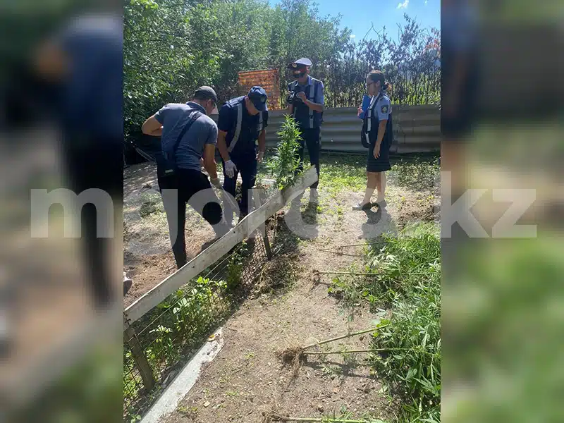 Пенсионер выращивал коноплю во дворе своего дома в Уральске