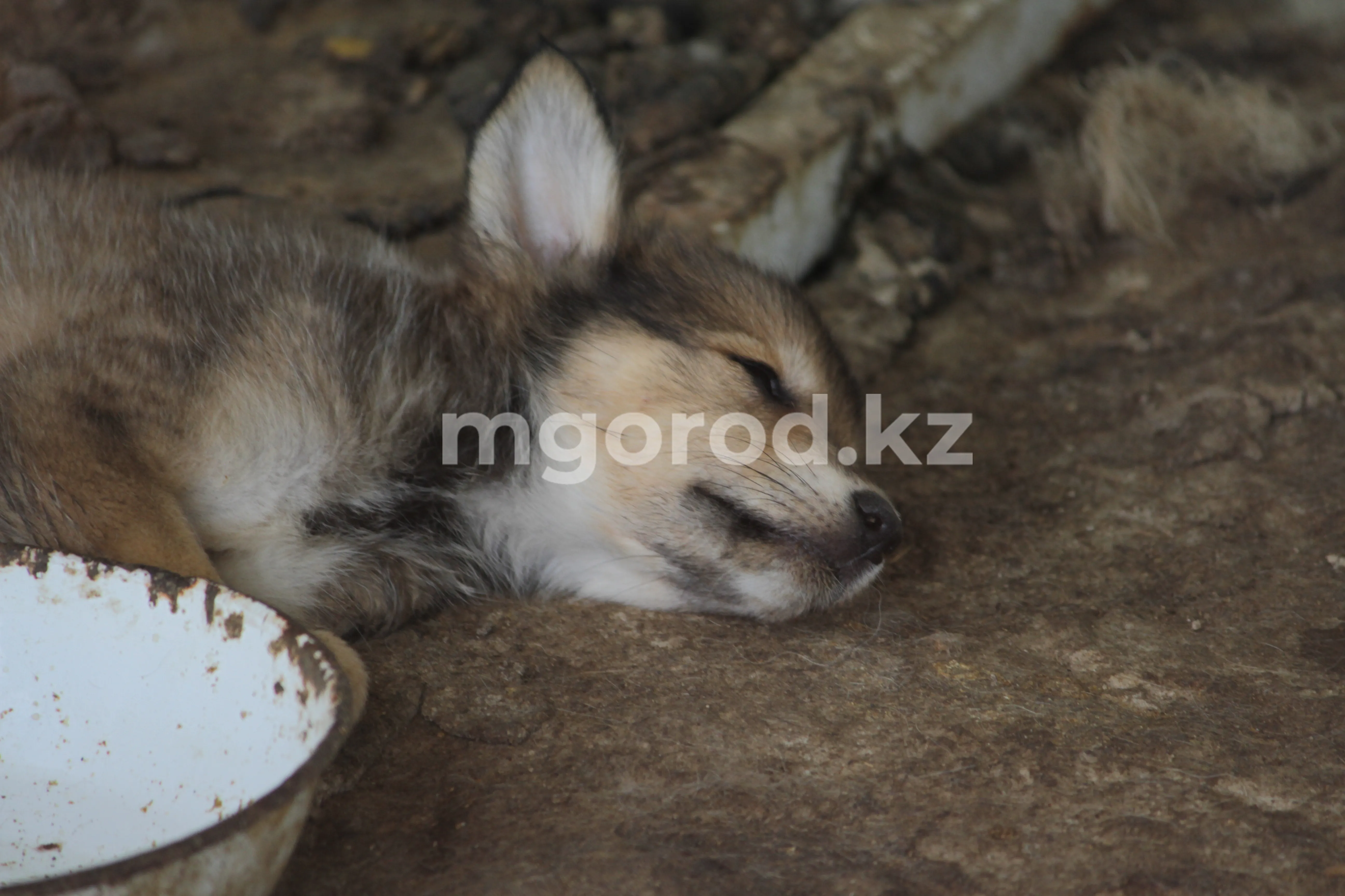 Житель Уральска зарезал собаку на глазах у детей