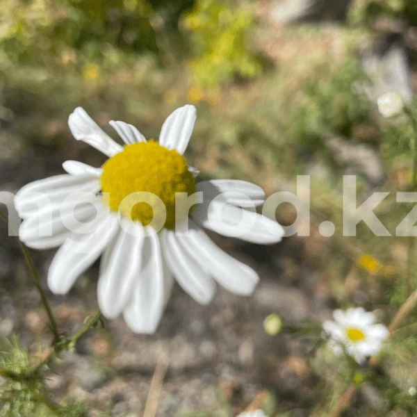 На западе Казахстана сохраняется жара