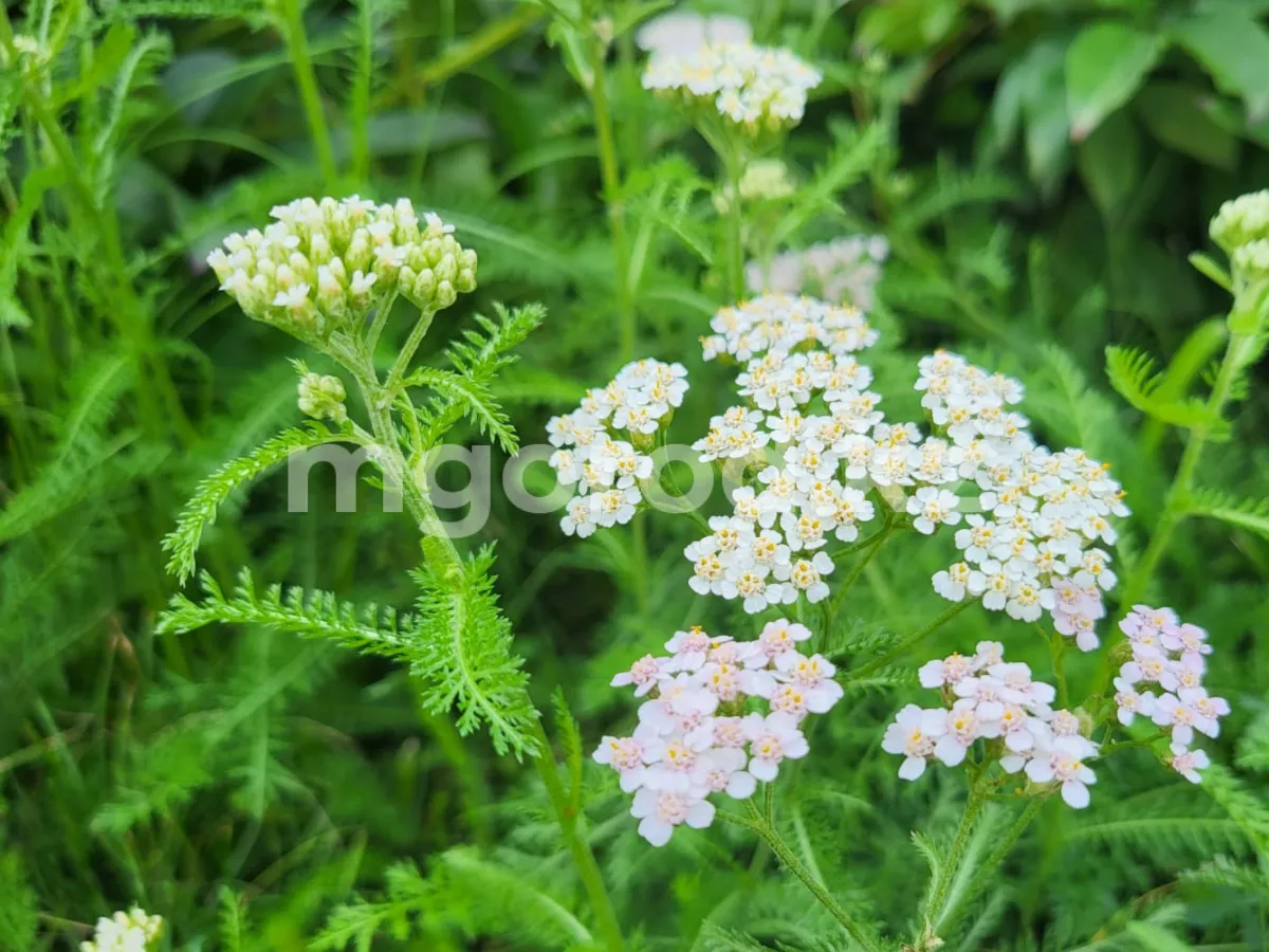 Жара и ветер ожидает жителей ЗКО