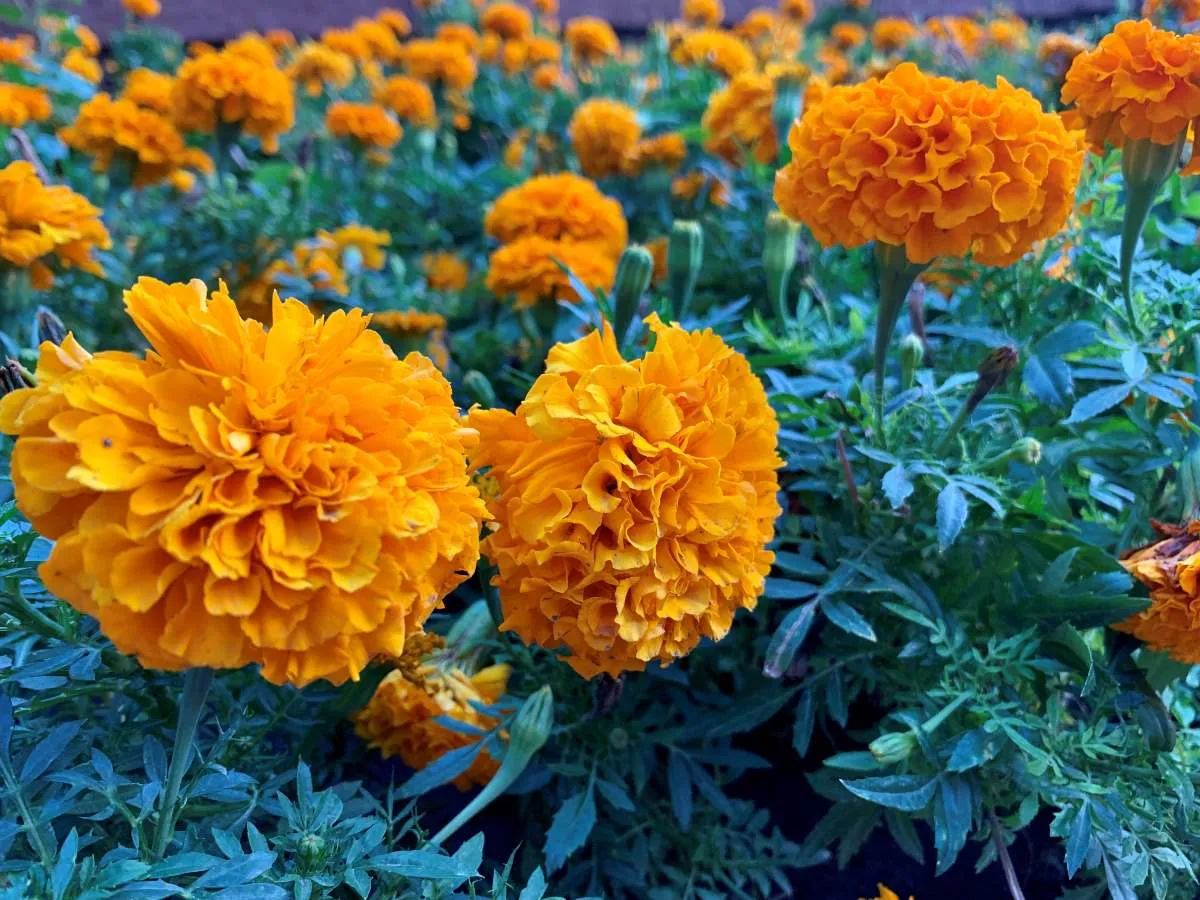 В ЗКО по-прежнему будет жарко