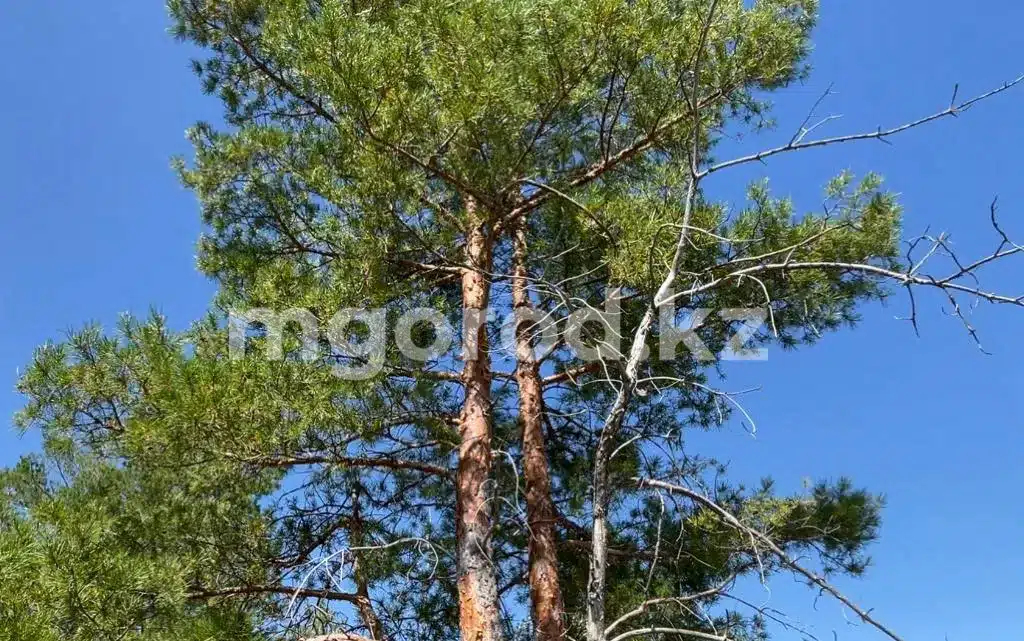 Жаркая погода сохранится в ЗКО