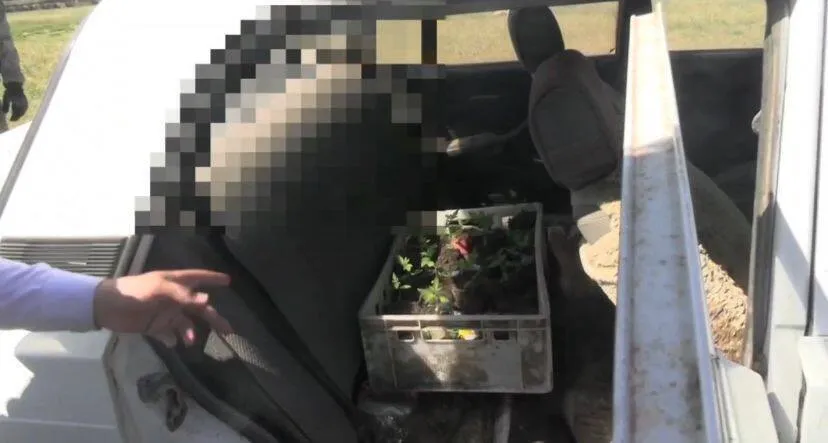 Коноплю, оружие и рога сайги нашли у скотников в ЗКО