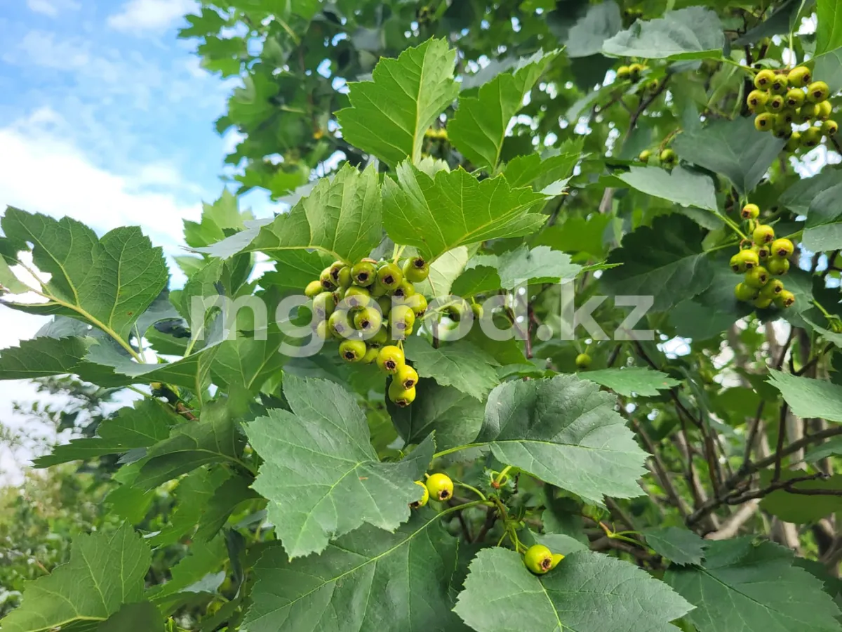 ЗКО ожидает сильная жара