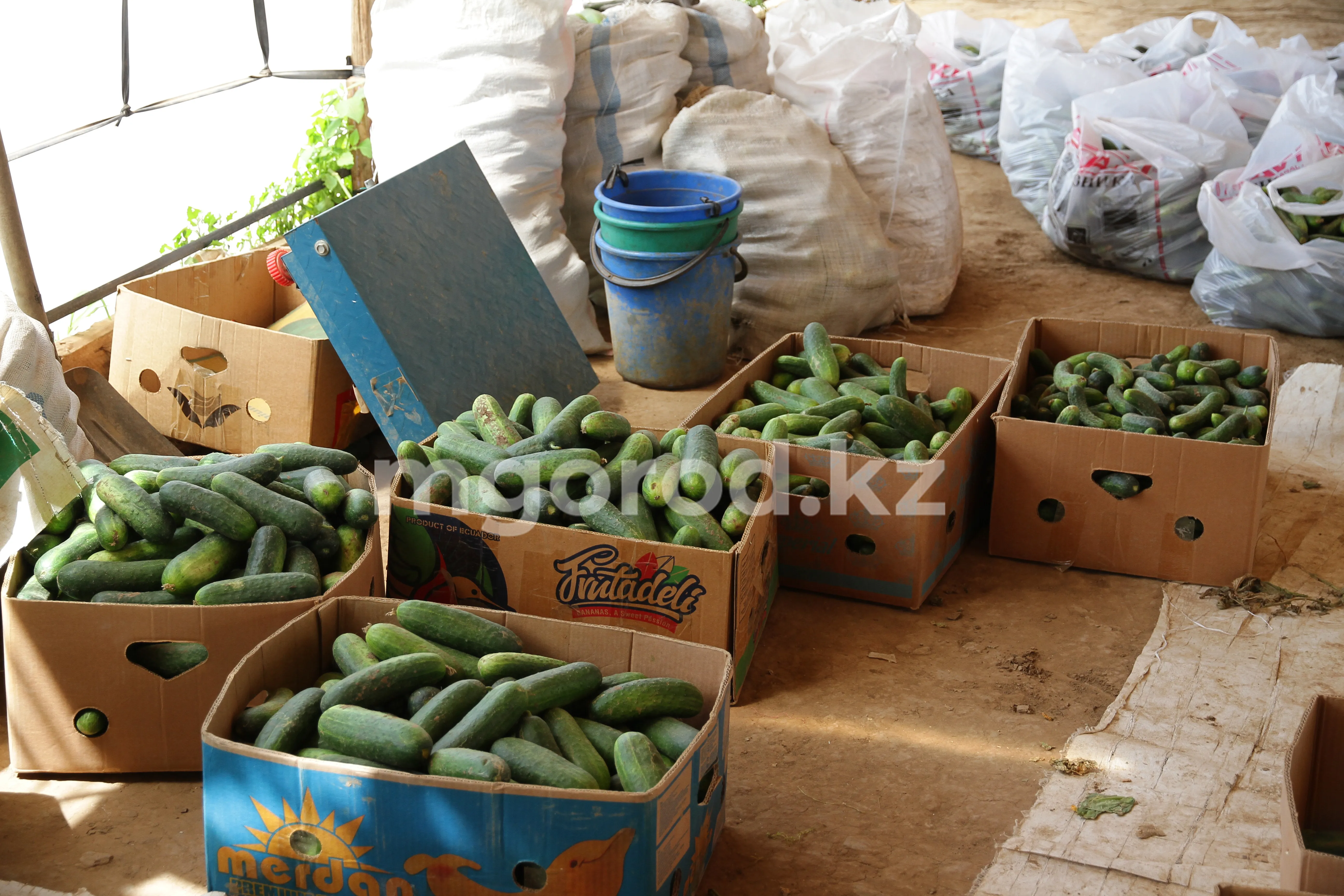 20,6 тысяч тонн овощей собрали в ЗКО