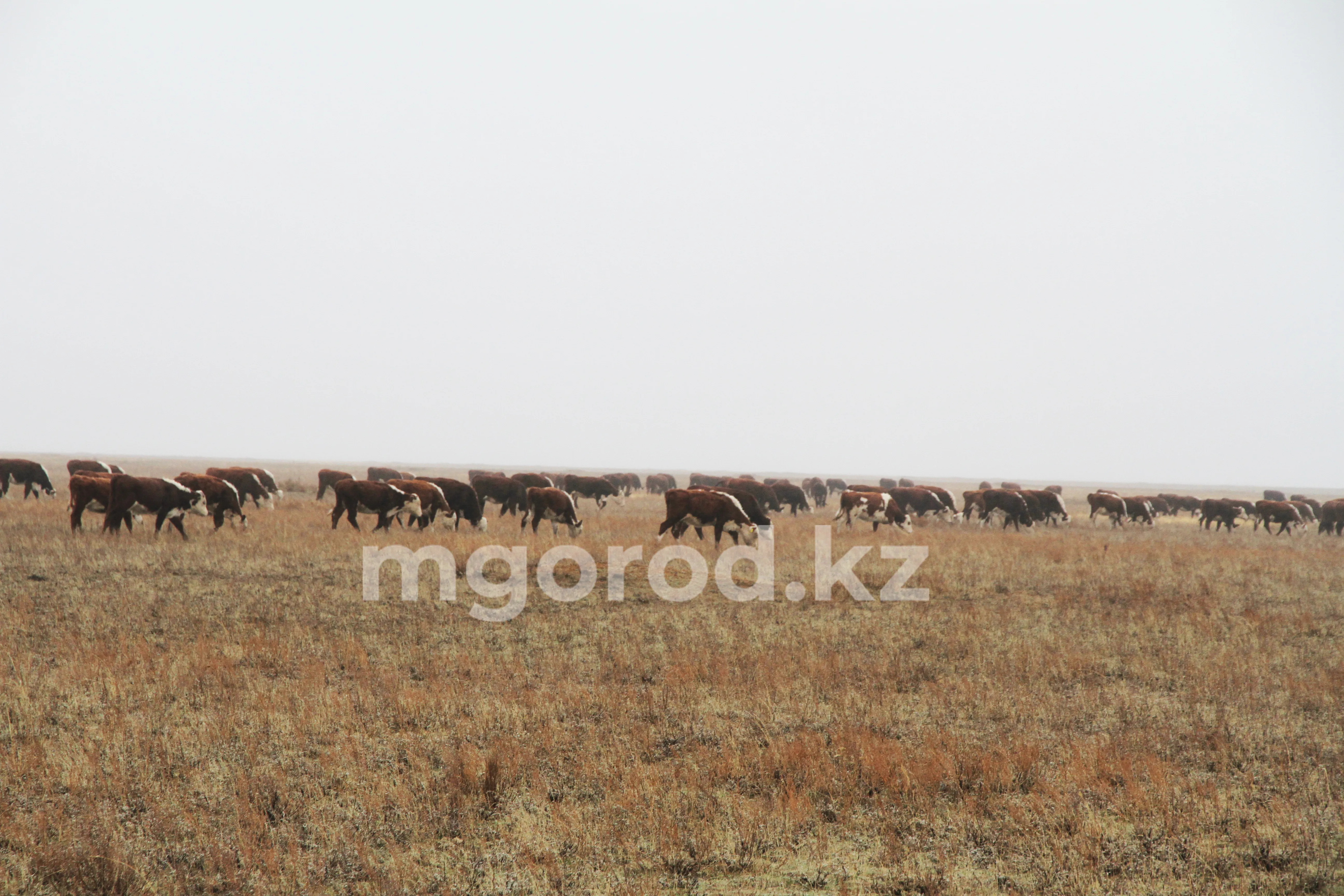 В районе ЗКО изымаются земли из-за дефицита пастбищ