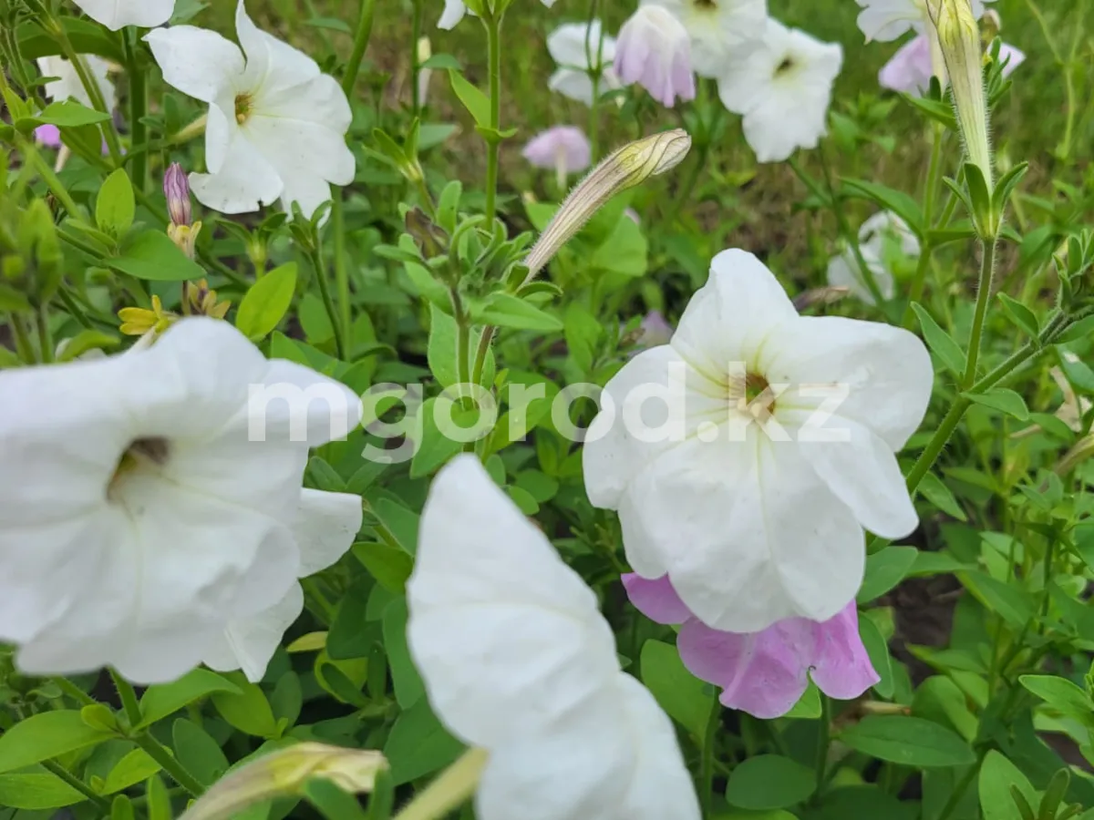 Погода на 2 сентября в Уральске