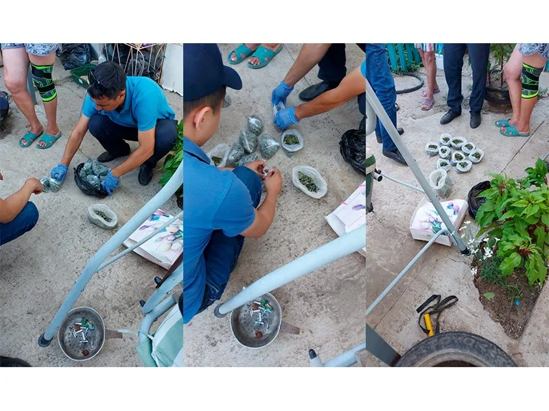 Наркосодержащее растение нашли у жителя ЗКО во дворе дома