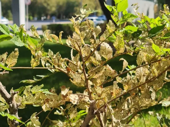 Листоеды атаковали деревья в Атырау