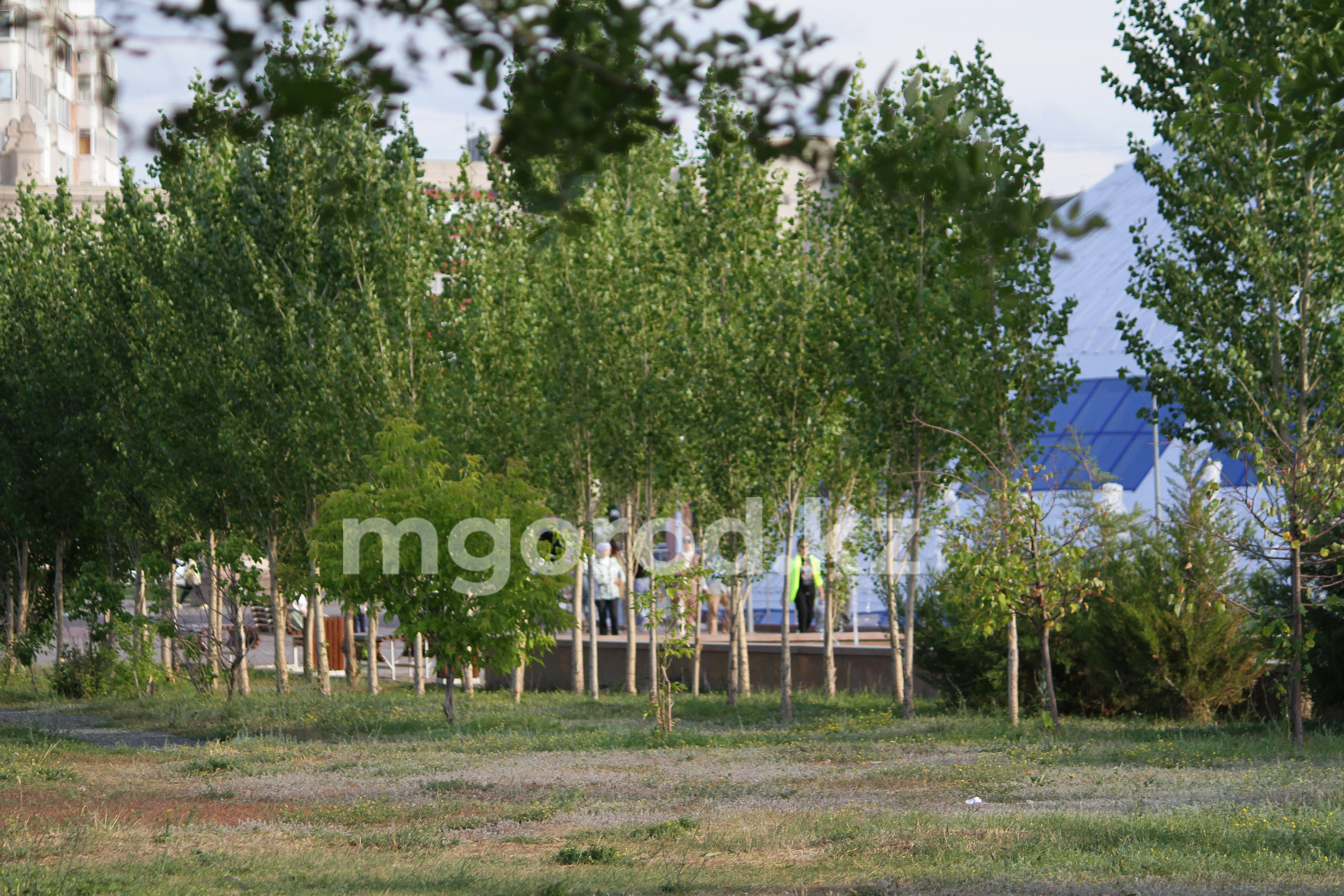 В три раза дороже собирался купить саженцы акимат в Атырауской области