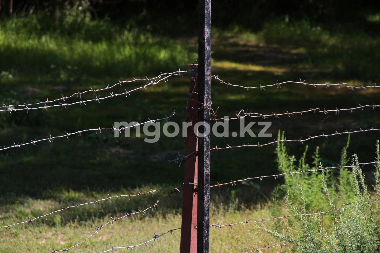 Граждан Сомали и Шри-Ланки задержали на границе в ЗКО