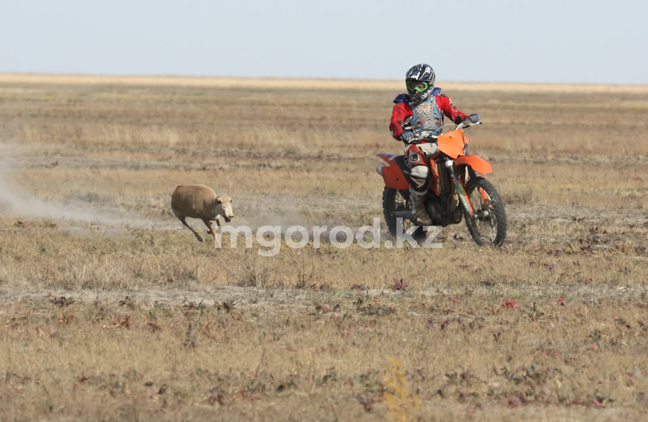 &quot;Если не начнем продавать мясо, будем трупы убирать с пастбищ&quot; - ученый о ситуации с сайгаками в ЗКО