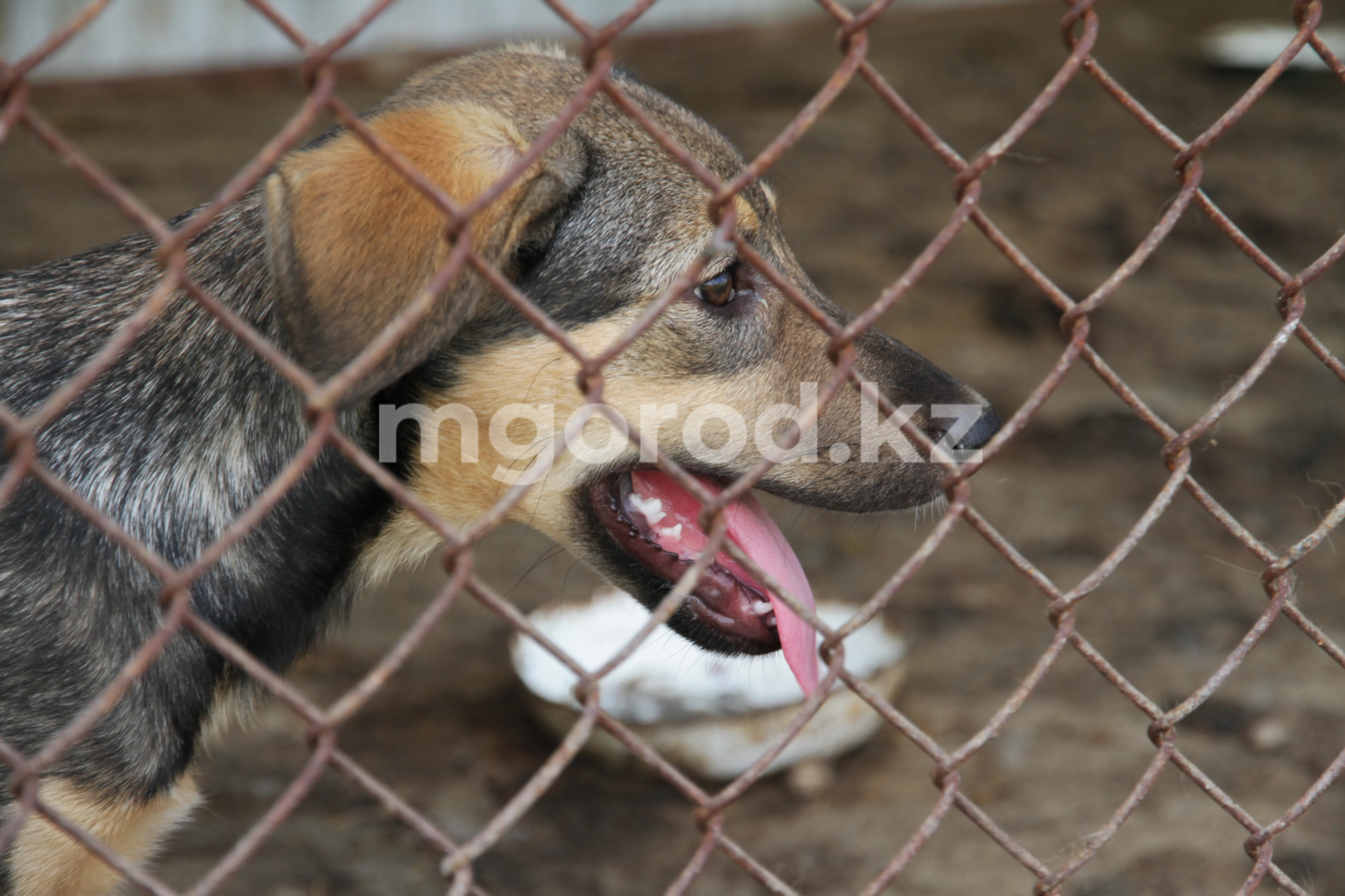 Собака укусила мальчика за половые органы в ЗКО