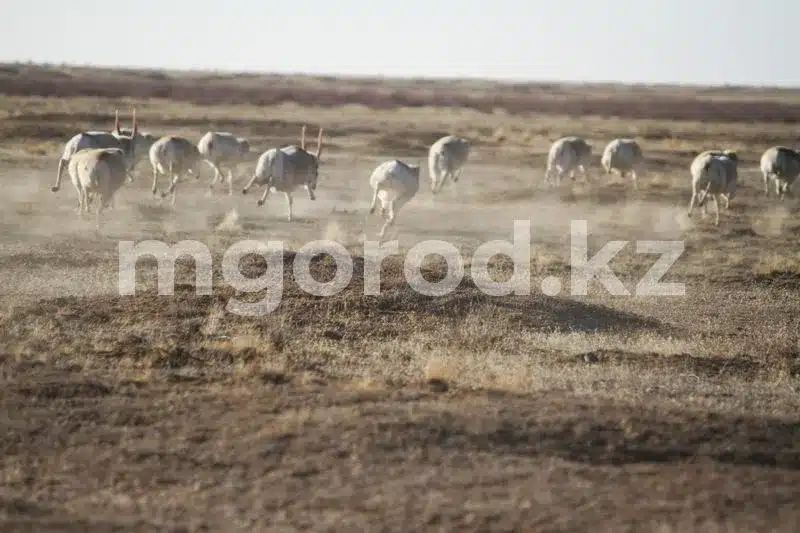 Решение по управлению популяцией сайгаков в Казахстане примут в ближайшее время