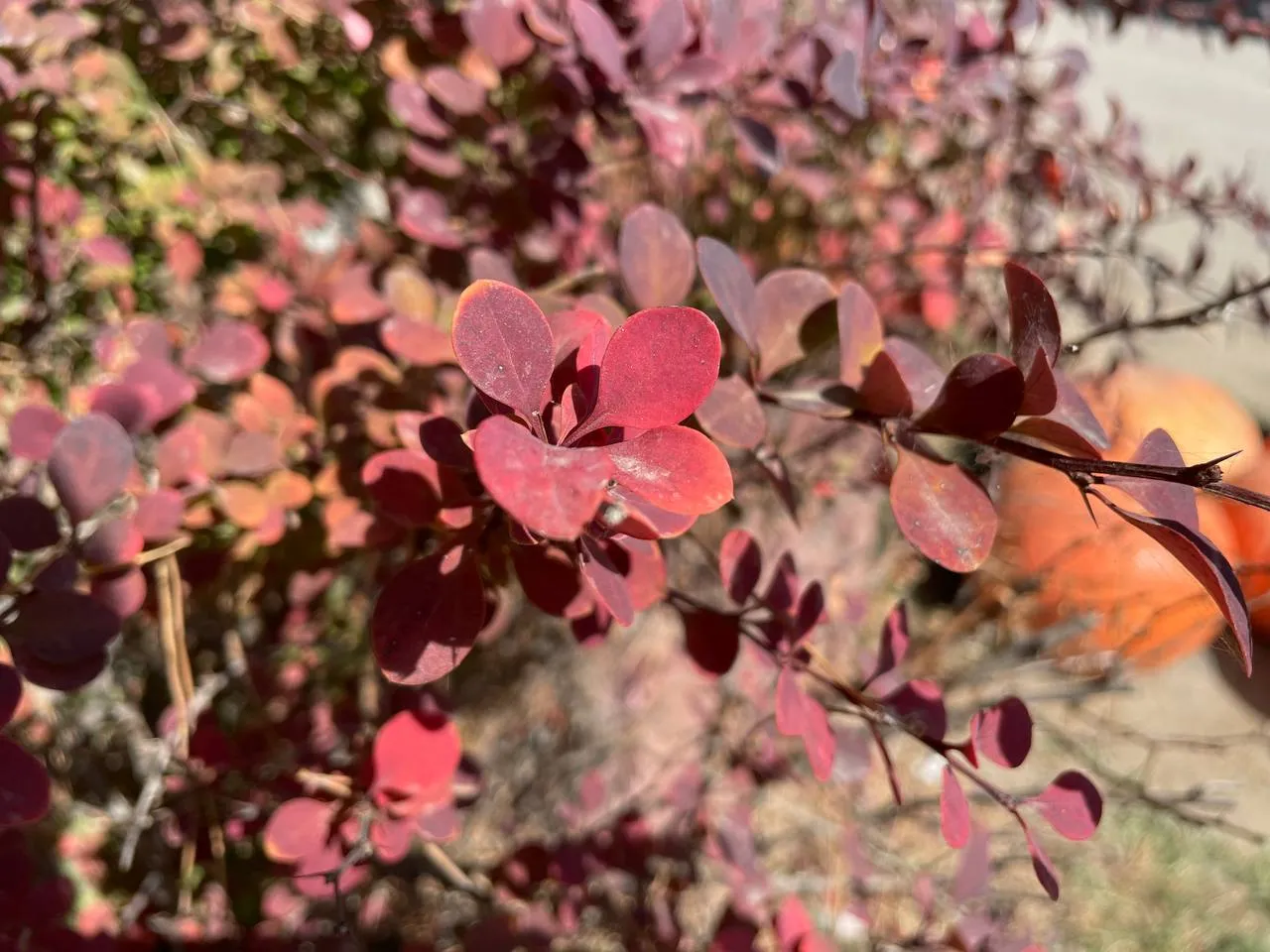 Заморозки ожидаются в ЗКО