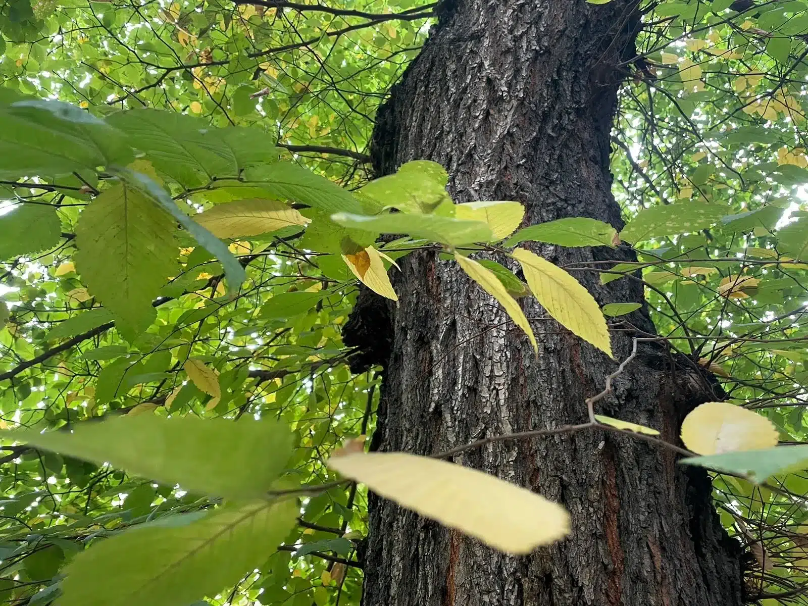В Уральске потеплеет на выходных