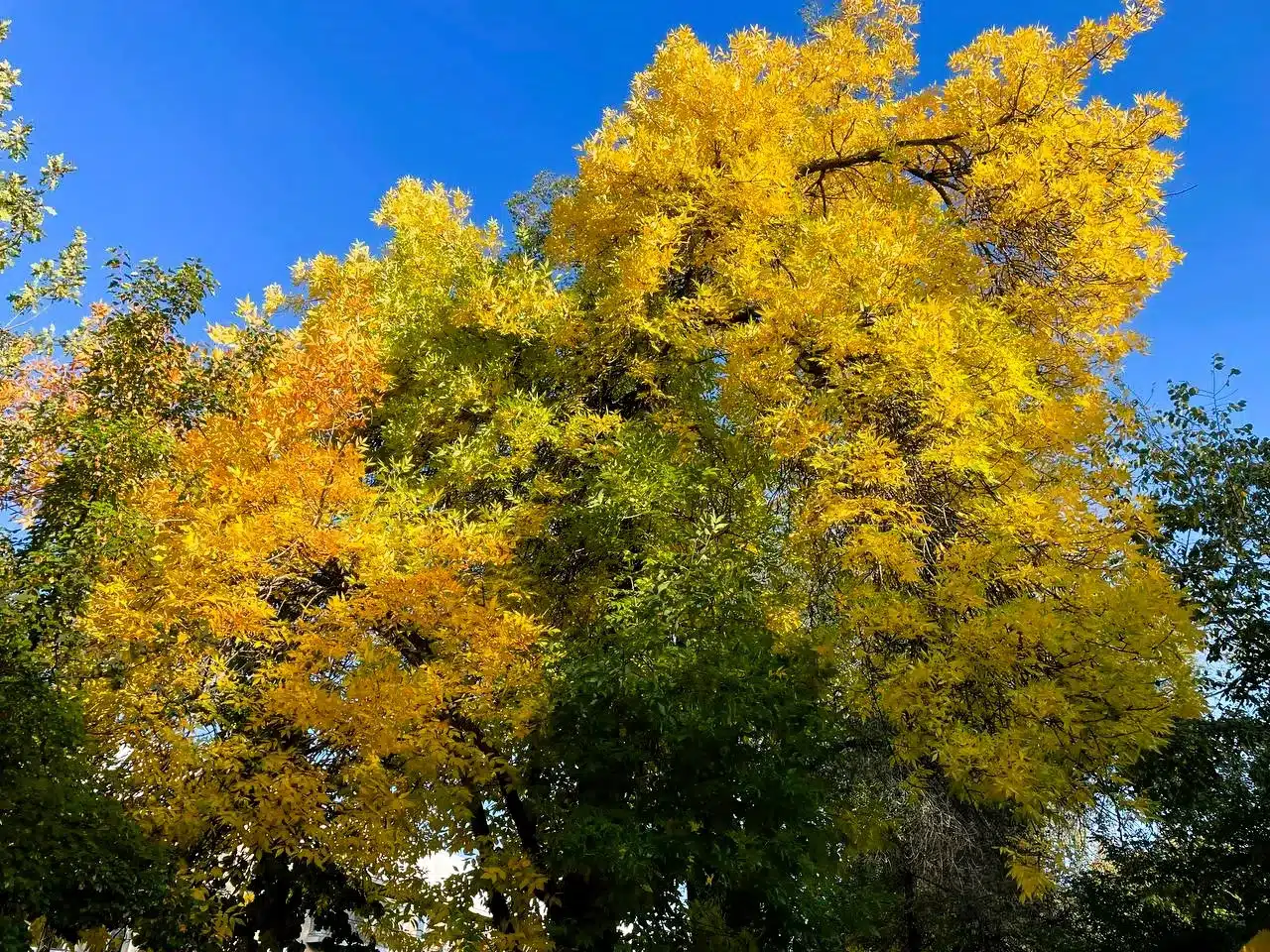 Туман ожидается в ЗКО