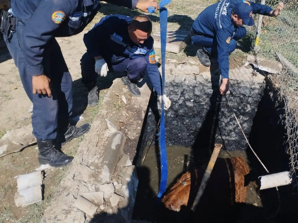 Упавшую в септик корову извлекли спасатели Атырау