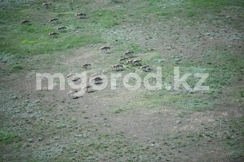 Три завода в ЗКО будут перерабатывать мясо сайги