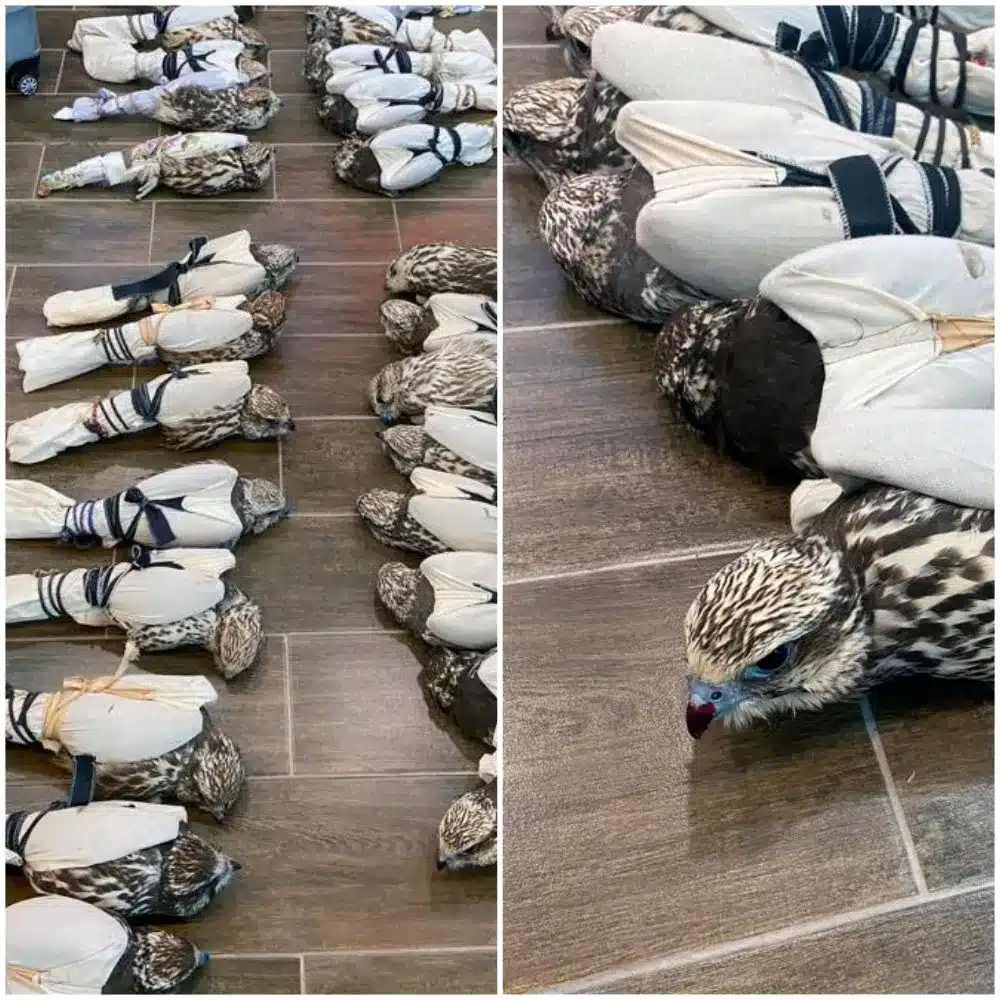 Краснокнижных соколов-балобанов пытались вывезти из Казахстана