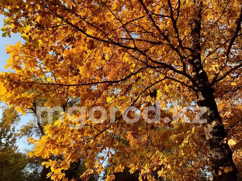 Погода в Уральске на 28 сентября