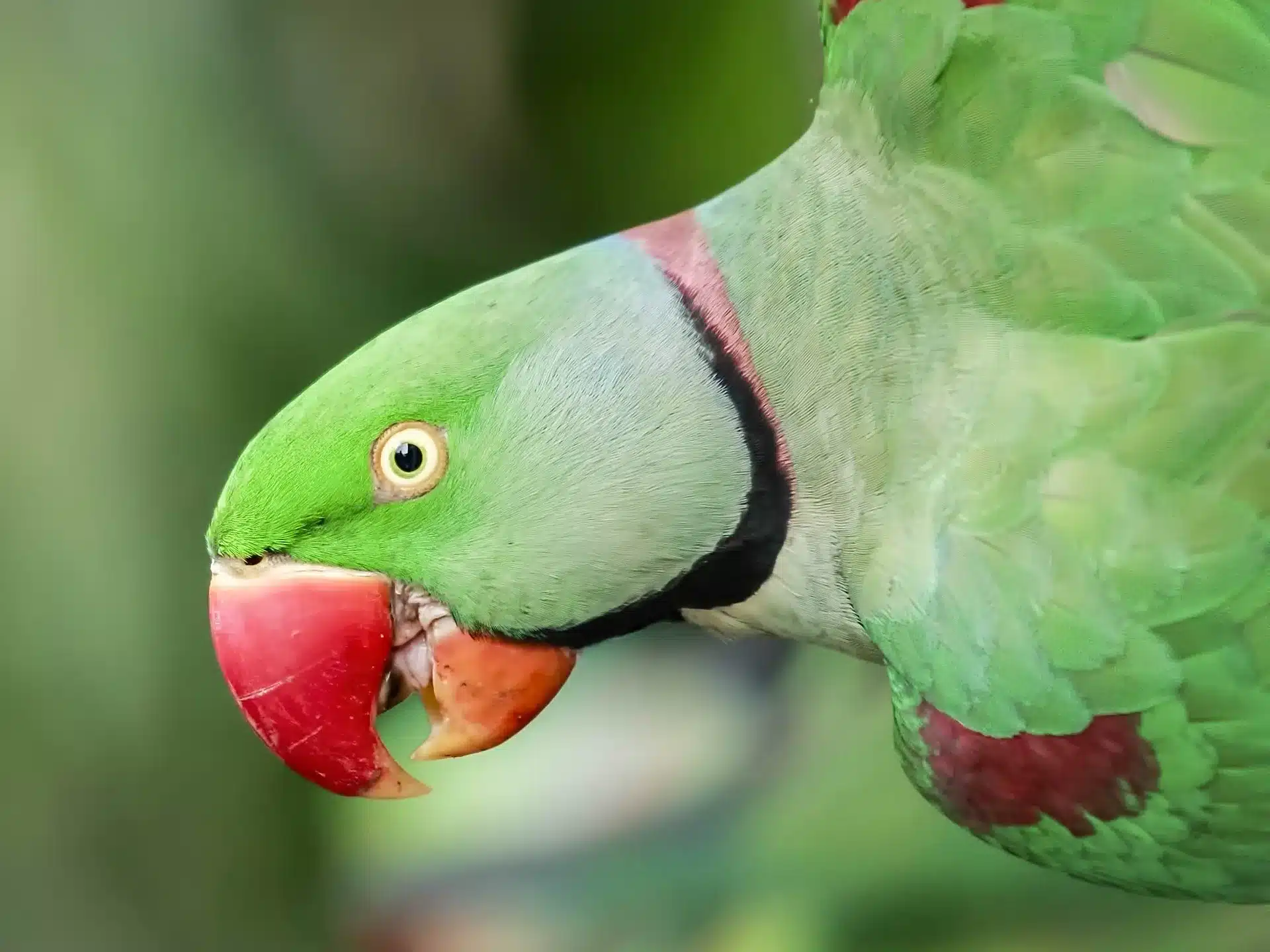 Алматинец отсудил попугая у бывшей сожительницы