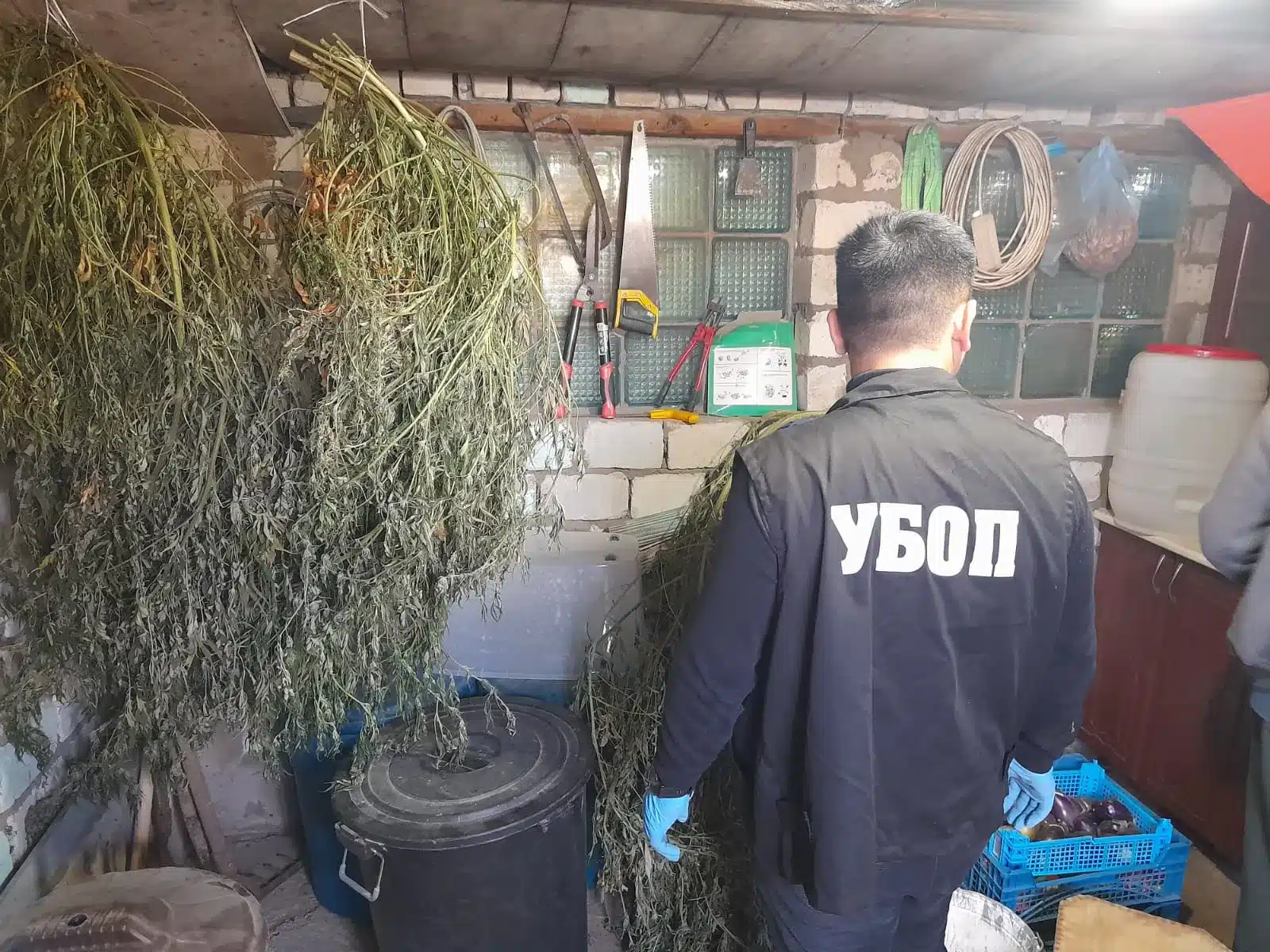 Двое соседей выращивали коноплю в Уральске