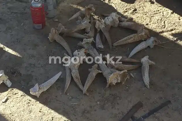 Сайгачьи рога нашли у полицейского в ЗКО