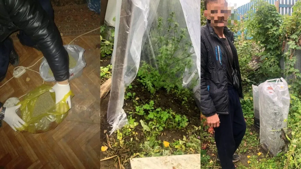 Житель Атырау арендовал дачу в Актобе для выращивания конопли