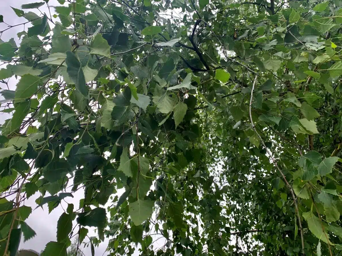 Какие деревья высадят в Алматы