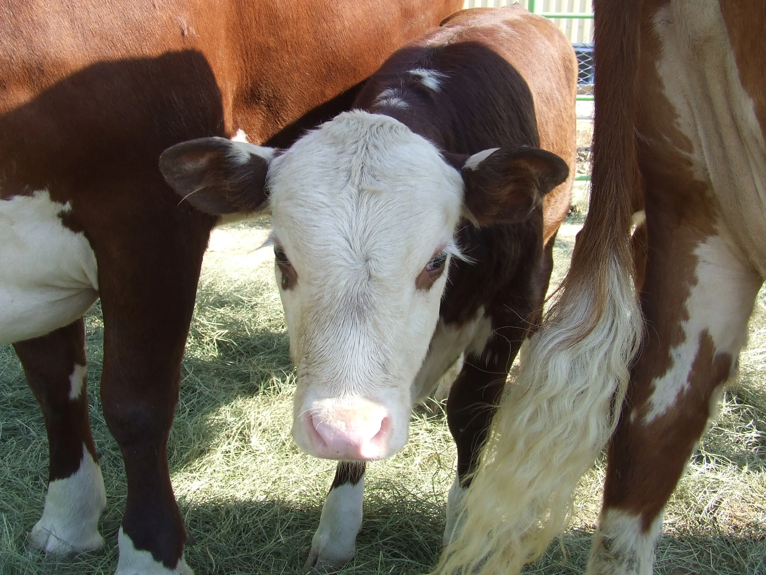 Агрокомплекс на две тысячи голов построят в ЗКО