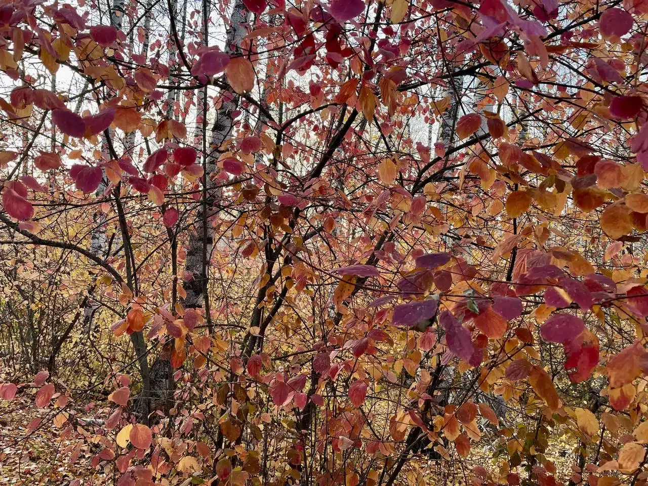Усиление ветра ожидается в ЗКО