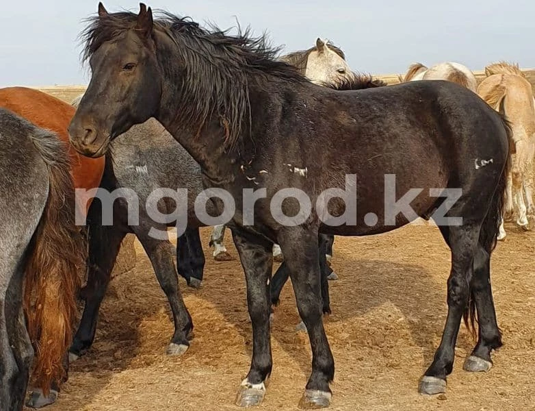 Дело о крупном скотокрадстве закрыли в Актобе. Лошади ушли сами